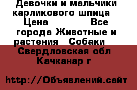 Девочки и мальчики карликового шпица  › Цена ­ 20 000 - Все города Животные и растения » Собаки   . Свердловская обл.,Качканар г.